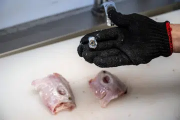BOLEH MEMBAWA MAUT: Seorang cef bertauliah membersihkan ikan buntal sebelum ia dimasak di di sebuah hotel di Soma, Fukushima baru-baru ini. Ikan buntal disifatkan sebagai makanan istimewa di Jepun, tetapi memakan ikan yang mengandungi bahan beracun ini boleh membawa maut jika racunnya tidak dibuang dengan betul. 