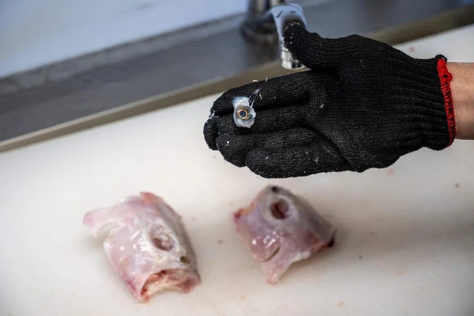 BOLEH MEMBAWA MAUT: Seorang cef bertauliah membersihkan ikan buntal sebelum ia dimasak di di sebuah hotel di Soma, Fukushima baru-baru ini. Ikan buntal disifatkan sebagai makanan istimewa di Jepun, tetapi memakan ikan yang mengandungi bahan beracun ini boleh membawa maut jika racunnya tidak dibuang dengan betul. 