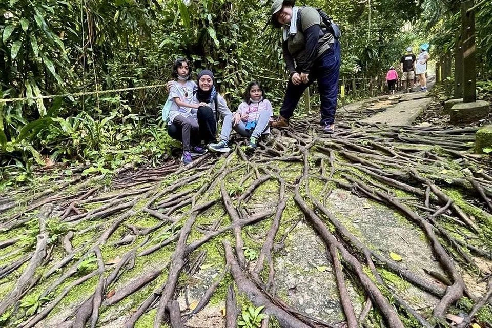 MENJALAR: Akar menjalar ini adalah antara pemandangan indah alam semula jadi yang dapat dilihat di Hutan Clementi. - Foto ihsan NORAZLINA WAGIMAN