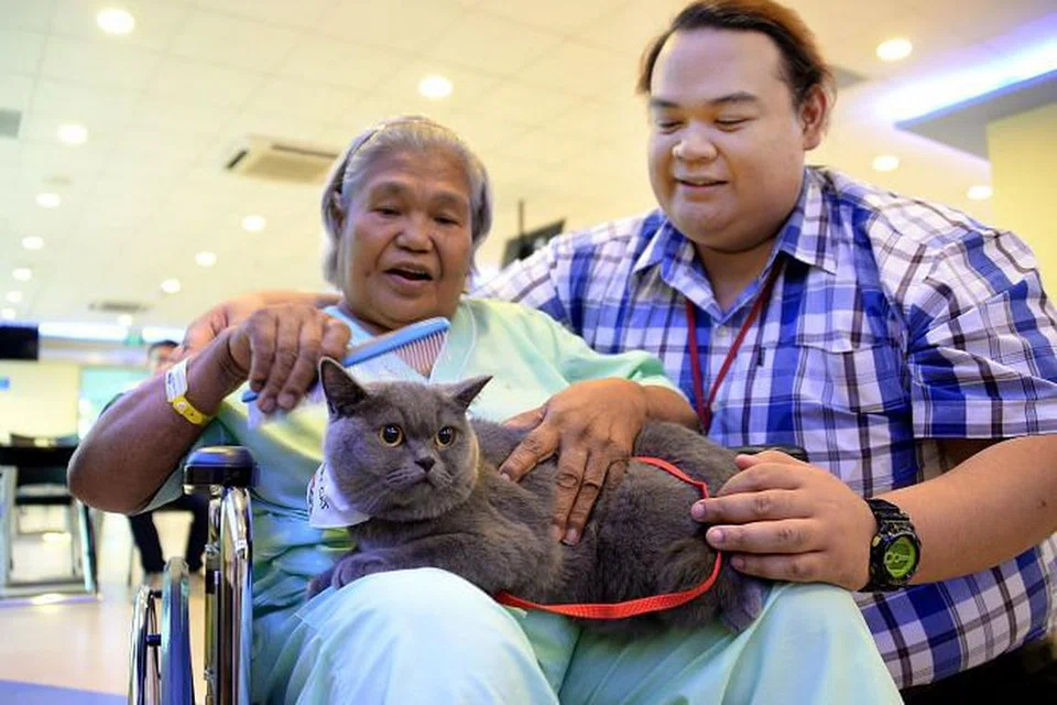 DIBELAI DAN DISIKAT: Cik Timah Derus teringat kucing peliharaannya sendiri dahulu apabila dikunjungi kucing ini yang dimiliki Encik Mohamad Sharil. Mereka dirakam di Hospital Ang Mo Kio - Thye Hua Kwan baru-baru ini.