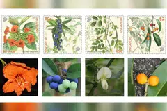 sea trumpet, queen coralbead, Ormocarpum cochinchinense, Ficus stricta, stamp, singapore, native, NParks, 