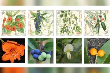 sea trumpet, queen coralbead, Ormocarpum cochinchinense, Ficus stricta, stamp, singapore, native, NParks, 