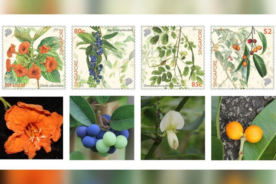 sea trumpet, queen coralbead, Ormocarpum cochinchinense, Ficus stricta, stamp, singapore, native, NParks, 