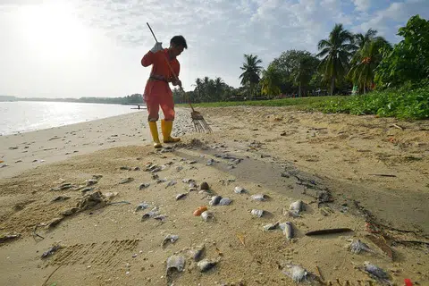 RATUSAN IKAN MATI: Seorang pekerja pembersihan membuang bangkai ikan yang ditemui di pantai di Pasir Ris Park dekat Ohana Beach House pada Isnin (3 Feb).