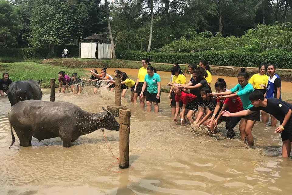 DAH MANDI?: Para pelajar berpeluang memandikan kerbau di Taman Mekarsari. - Foto ihsan FARAH SUHAIMI SAAT
