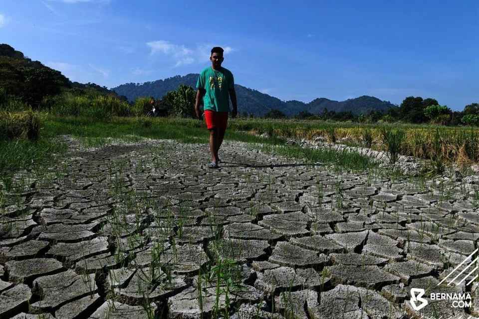 Keadaan sawah padi di Balik Pulau, Pulau Pinang, yang mengering dan merekah berikutan fenomena cuaca panas dan kering di negeri utara Semenanjung Malaysia ketika ini. 