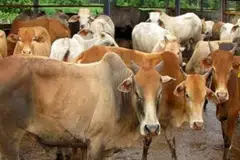 lembu, korban, sempada, seludup, Tentera Darat Malaysia, TDM