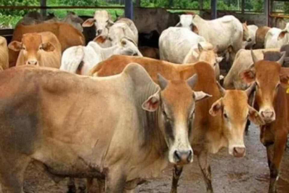 lembu, korban, sempada, seludup, Tentera Darat Malaysia, TDM