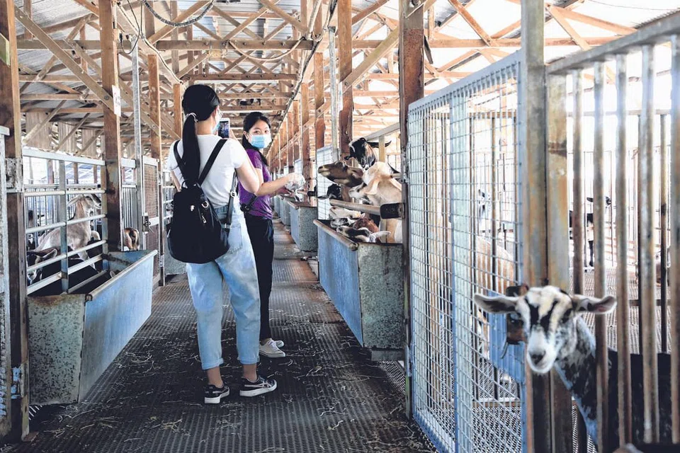 TARIKAN HAIWAN: Gunakan peluang cuti sekolah untuk menambah pengetahuan kanak-kanak tentang kehidupan haiwan. Selain mengunjungi Taman Haiwan Singapura atau Night Safari, mereka juga boleh lihat haiwan seperti kambing, lembu, ikan dan juga lebah dengan lebih dekat lagi di ladang tempatan seperti The Animal Resort, Hay Dairies, dan The Sundowner Rooftop Farm & Speakeasy. Penggemar kucing pula boleh meluangkan masa di beberapa kafe kucing di sekitar Singapura. - Foto ZAOBAO 