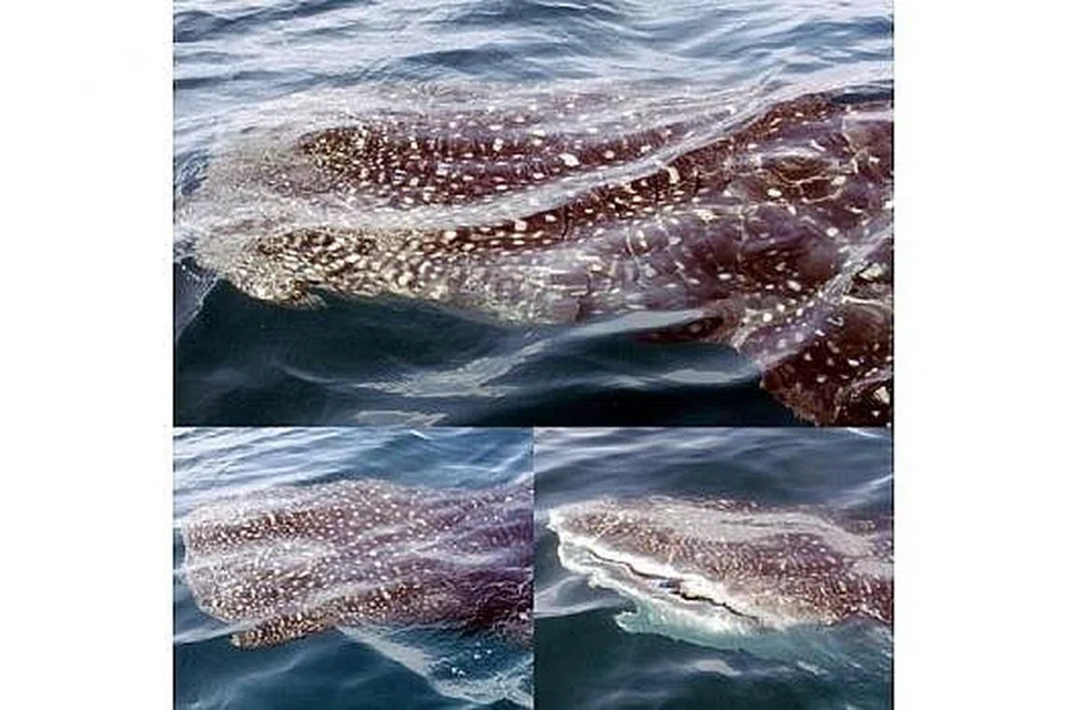 MALDIVES HEBAT: Sekumpulan ikan paus yang menghampiri bot yang mereka naiki. - Foto-foto REHANA M.SALLEH