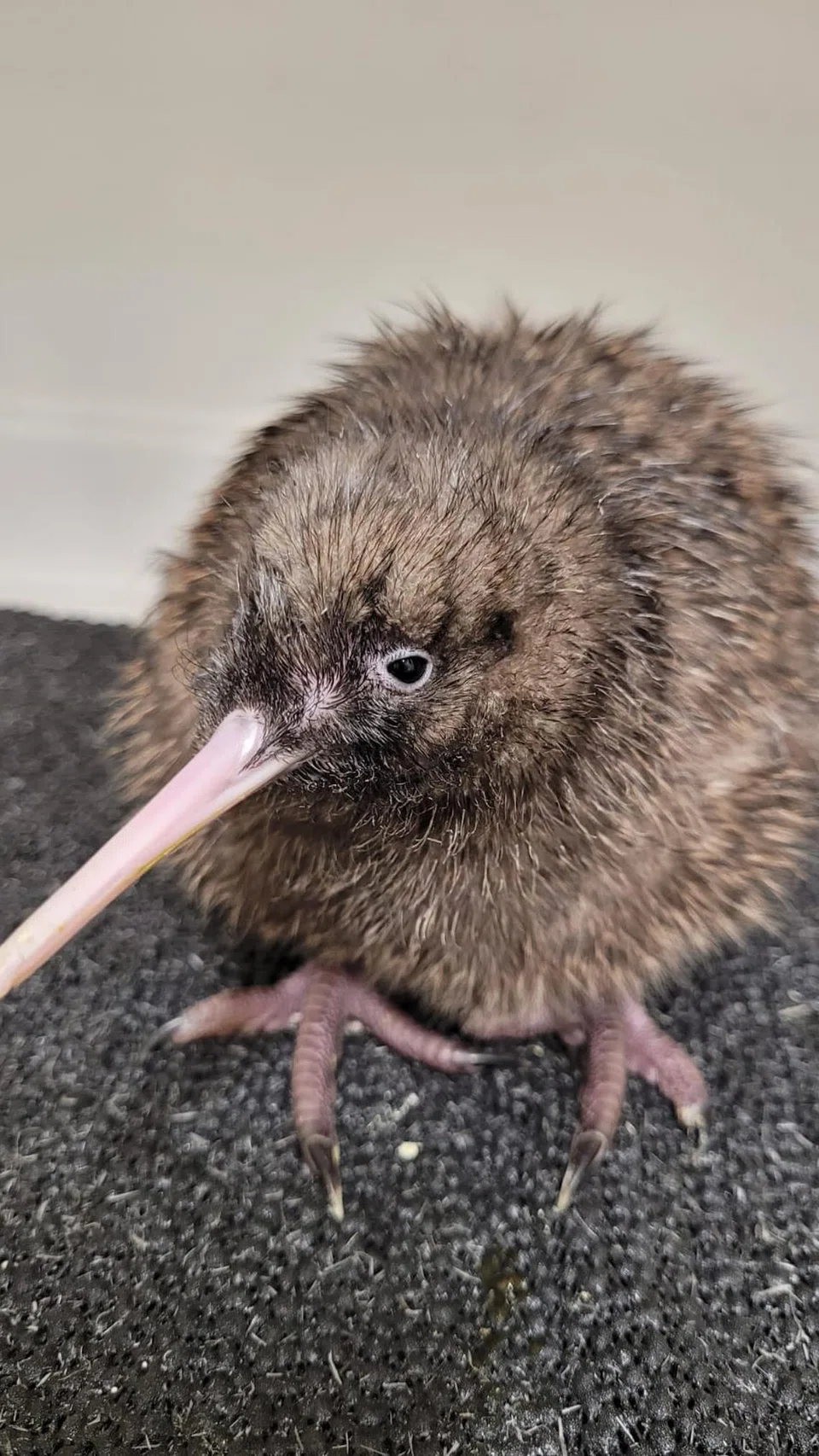 Burung kiwi merupakan burung kebangsaan New Zealand.