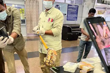 SELUDUP ULAR: Penumpang lelaki tersebut  tiba dengan penerbangan Batik Air dari Kuala Lumpur pada Sabtu.