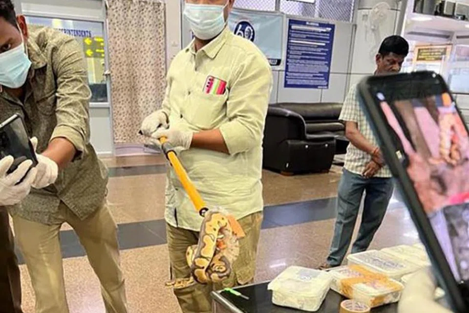 SELUDUP ULAR: Penumpang lelaki tersebut  tiba dengan penerbangan Batik Air dari Kuala Lumpur pada Sabtu.