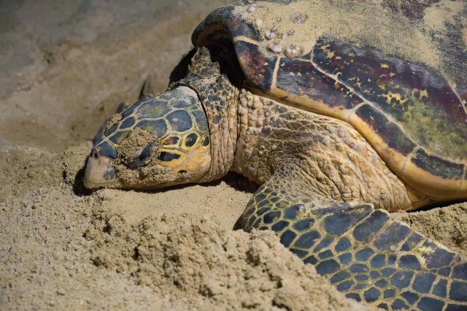 SPESIES TERANCAM: Bilangan penyu sisik di serata dunia terus merosot dengan Dana Kehidupan Liar Sedunia (WWF) menganggarkan sebanyak 8,000 penyu sisik betina bersarang di seluruh dunia. 