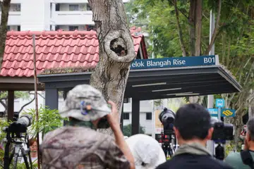 Orang ramai berkerumun dan mengambil gambar burung hantu di sarangnya di Telok Blangah Rise pada 8 Mei.