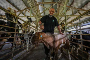 KAMBING KORBAN: Menurut pengasas Aaliyah’s Pte Ltd, Encik Rafee Eunos, lebih 150 ekor kambing ternakan Hay Dairies Farm sudah ditempah untuk ibadah korban secara langsung tahun ini. Hampir 1,000 lagi ekor kambing dari Australia telah juga ditempah.