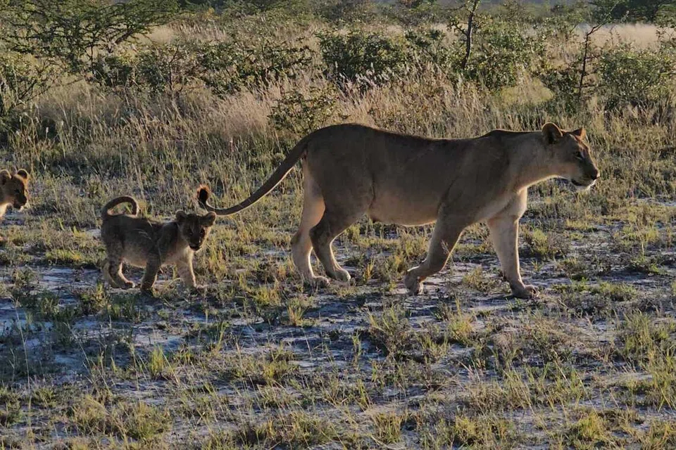 Singa merupakan salah satu haiwan ‘Big Five’ di Afrika.