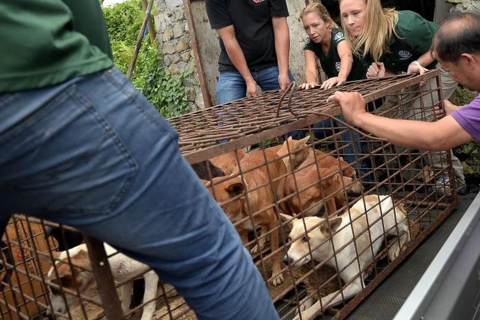SUDAH DIHARAMKAN: Pasar Ekstrim Tomohon menamatkan penjualan daging anjing dan kucing selepas bertahun-tahun menerima tekanan aktivis untuk menghentikan perdagangan haiwan berikutan kaedah penyembelihannya yang kejam. Pasar Tomohon di Sulawesi, Indonesia terkenal kerana menjual pelbagai daging haiwan liar