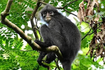 lotong cenekah, spesies terancam, hutan Johor, habitat