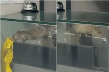SFA, tikus di medan selera kampus SIT, keselamatan makanan