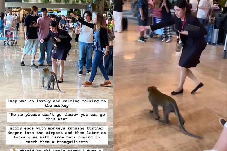 Dalam video dirakam pengguna Instagram, @moonjuice_kombucha, seorang kakitangan Lapangan Terbang Changi kelihatan memberi isyarat kepada monyet untuk ke arah pintu keluar pada 3 Disember.