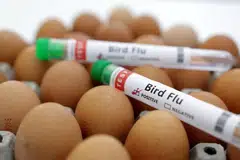 Sebuah lagi ladang ayam, terletak berhampiran Melbourne, Australia, dilanda selesema burung yang sangat patogenik.