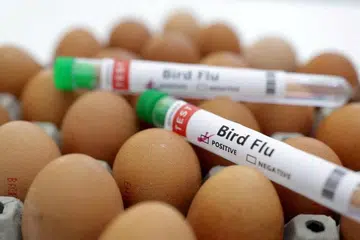 Sebuah lagi ladang ayam, terletak berhampiran Melbourne, Australia, dilanda selesema burung yang sangat patogenik.