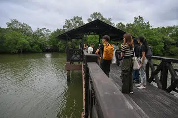 TINJAU KEINDAHAN: Pengunjung melihat bekas Jambatan Utama di Paya Simpanan Sungei Buloh yang telah ditukar untuk menampilkan ruang tinjau baru.