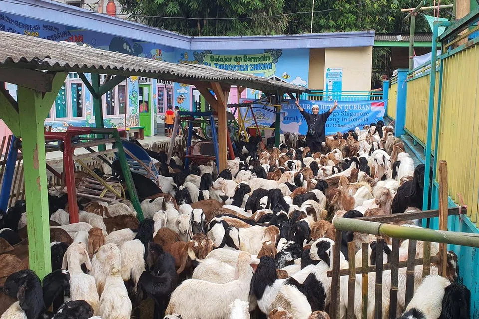 Ustaz Abdul Rahman Abdul Aziz bersama lebih 700 kambing di Malang, Indonesia, untuk acara korban Perdaus pada 2023. 