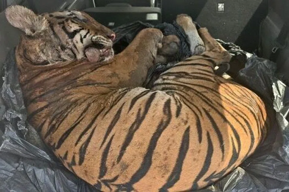 Bangkai harimau yang ditemui di dalam sebuah kereta di Felda Tenggaroh, Mersing, pada pagi 16 September.