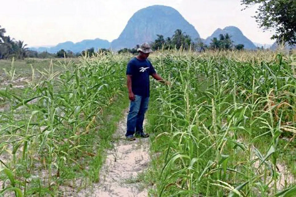 TIDAK MENJADI: Encik Muhd Solihin berkata separuh daripada tanaman jagung di Chuping, Perlis, gagal menghasilkan buah-buahan. - Foto NST