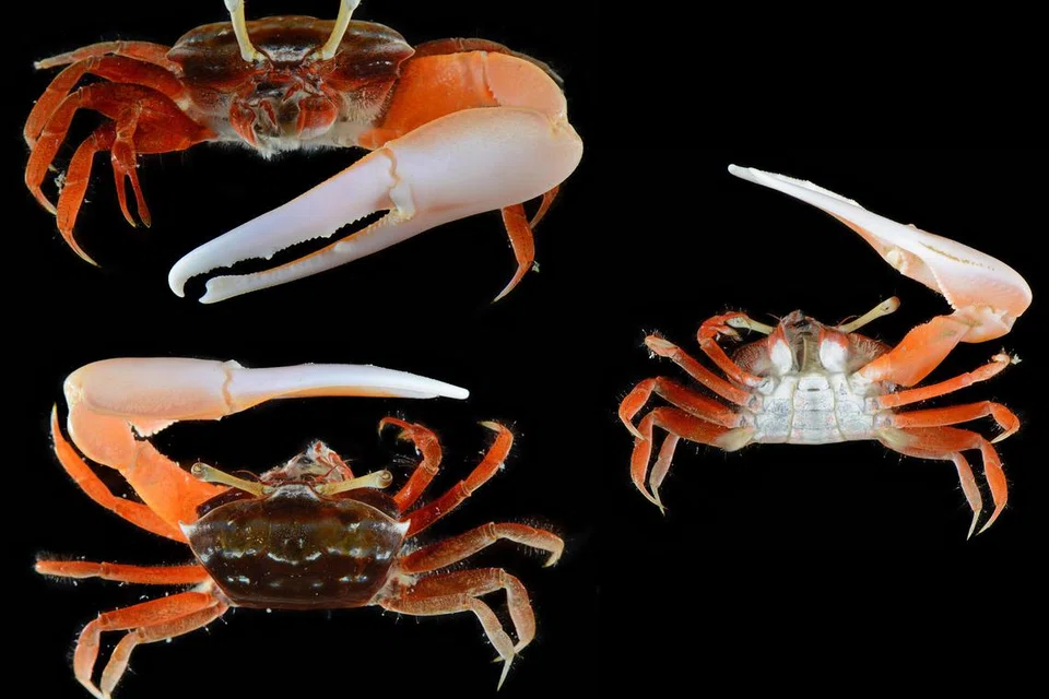 Ketam rebab, haiwan marin, mikroplastik