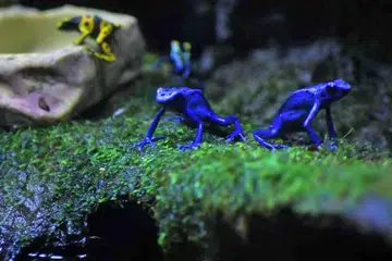 KOLEKSI MENARIK: Spesies menakjubkan - katak panah racun - pelbagai warna yang boleh dilihat di akuarium di Resorts World Sentosa, termasuk pencelupan, biru dan spesies Amazon. Anak katak bersaiz ibu jari adalah amfibia pertama yang akan dipamerkan di akuarium yang mempunyai koleksi 100,000 haiwan daripada 800 spesies itu. - Foto SPH