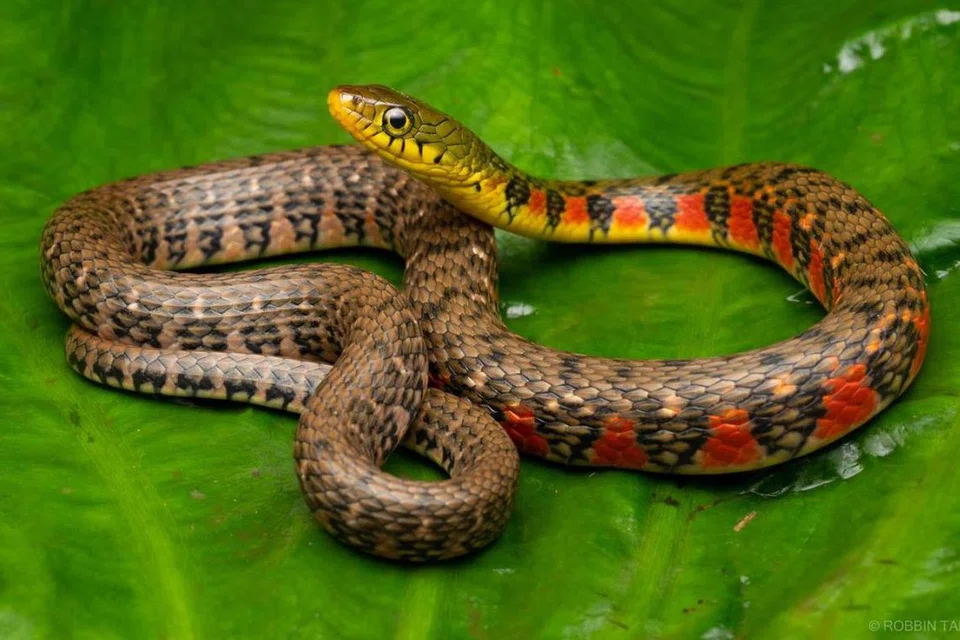 Ular Keelback Segitiga (Triangle Keelback)