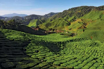 MASIH SELAMAT: Ketua polis Pahang menyangkal dakwaan terdapat rusuhan dan tunjuk perasaan di Cameron Highlands. 