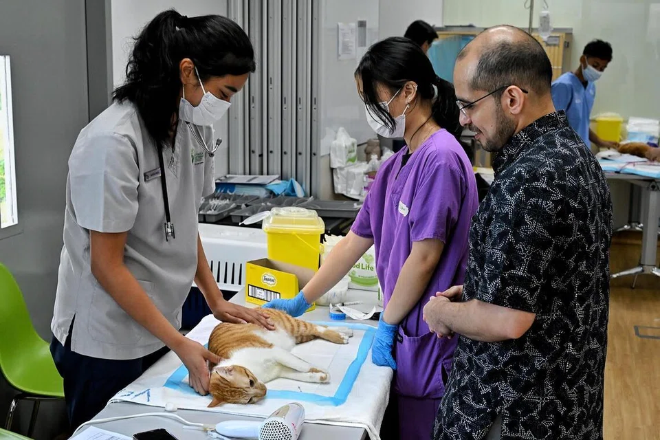 Setiausaha Parlimen Kanan (Pembangunan Negara merangkap Pendidikan), Dr Syed Harun Alhabsyi (kanan), meninjau keadaan seekor kucing peliharaan yang sedang pulih selepas menjalani prosedur pemasangan mikrocip dan pengembirian anjuran Perkhidmatan Haiwan dan Veterinar (AVS) di Pusat Pengurusan Haiwan (AMC).