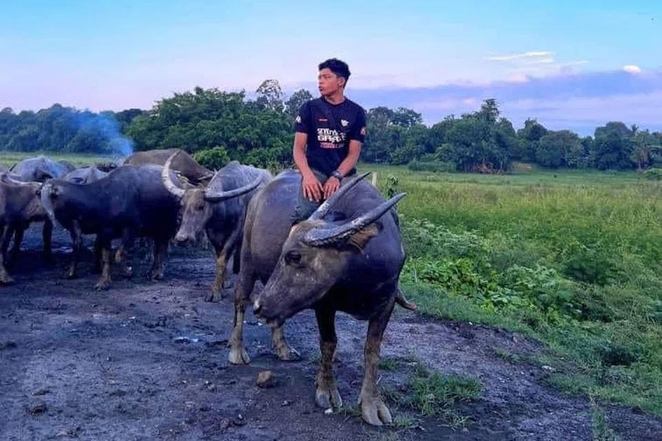 Walaupun kini sibuk dengan pelajaran di GiatMARA Hulu Terengganu, Terengganu, Muhammad Syukur Khamis, 19 tahun, tetap meluangkan masa pada setiap pagi dan petang ke kandang ternakan keluarganya di Kampung Kubang Bujuk, Kuala Terengganu, Terengganu.