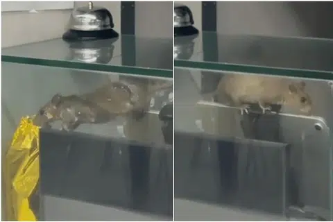 SIASATAN DIJALANKAN: Tangkap layar daripada wadah Reddit menunjukkan seekor tikus bertenggek di atas tablet di kaunter bayaran sebuah gerai di pusat makanan Institut Teknologi Singapura (SIT).
