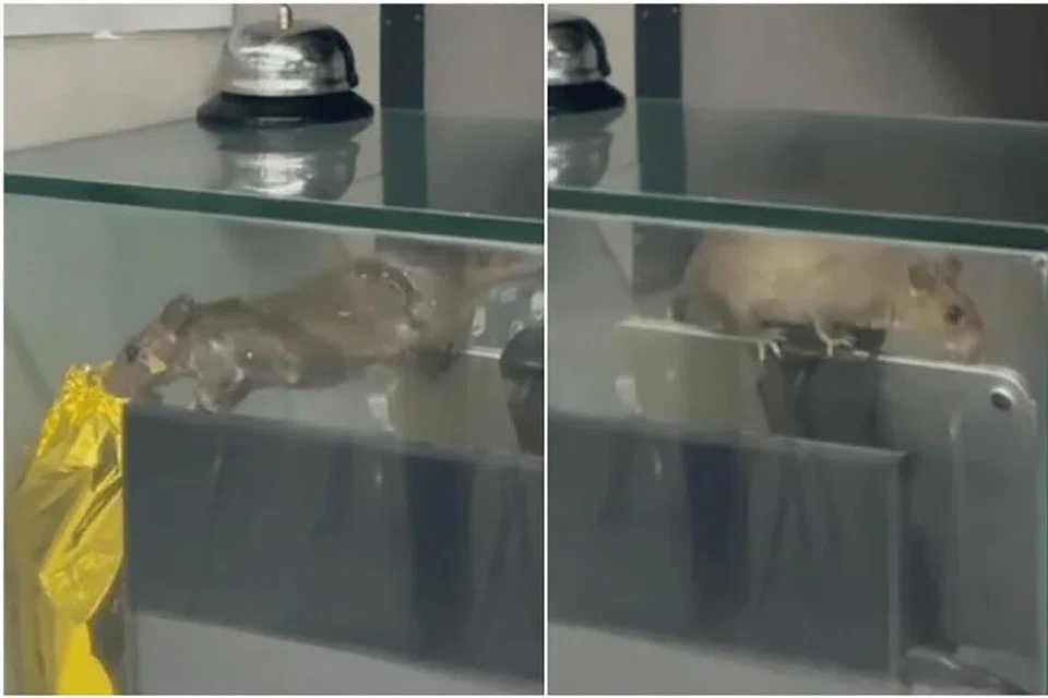 SIASATAN DIJALANKAN: Tangkap layar daripada wadah Reddit menunjukkan seekor tikus bertenggek di atas tablet di kaunter bayaran sebuah gerai di pusat makanan Institut Teknologi Singapura (SIT).