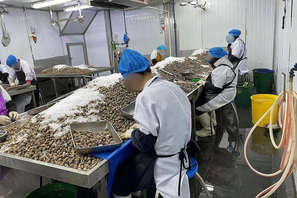 KHIDMAT DIGANTUNG: Penjualan dan pengedaran kerang, makanan laut dan daging dari premis pemprosesan kerang tanpa izin dan ruang sejuk di Woodlands ini melibatkan 1,040 kilogram kerang dan 6,160 kilogram daging dan produk makanan laut yang turut dirampas. - Foto SFA