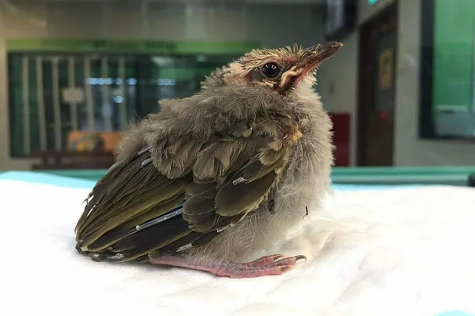BANTU PEMBIAKAN: Salah satu daripada tiga anak burung bulbul kepala jerami yang lahir di Taman Burung Jurong pada 2018. Taman itu adalah yang pertama dalam lebih sedekad yang berjaya membiakkan spesies yang sangat terancam ini di bawah jagaan manusia.