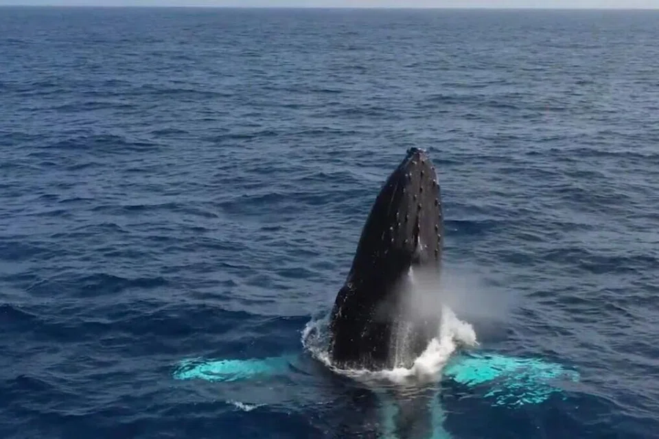 Perjanjian Laut Bebas Pertubuhan Bangsa-Bangsa Bersatu (PBB), sebuah perjanjian penting untuk melindungi kehidupan marin di dua pertiga daripada lautan, mula berkuat kuasa pada 17 Januari.