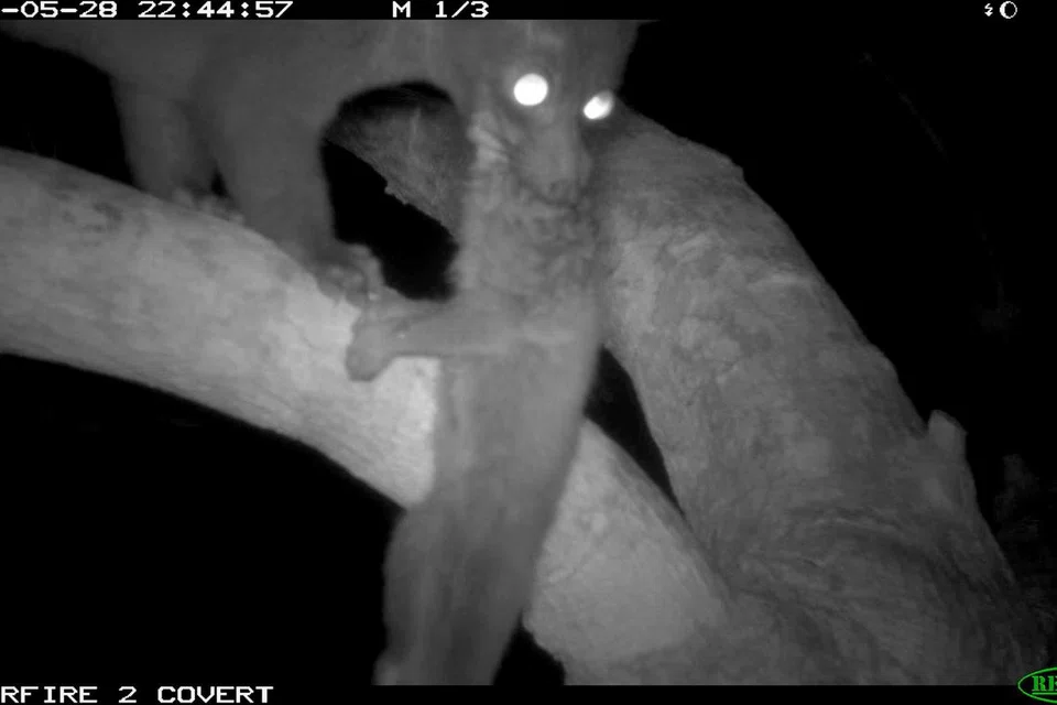 HAIWAN TERANCAM: Seekor musang pulut (palm civet) bergigi kecil dilihat menggiit seekor kongkang (slow loris) di Hutan Simpanan Tadahan BahagianTengah pada Mei 2022. 