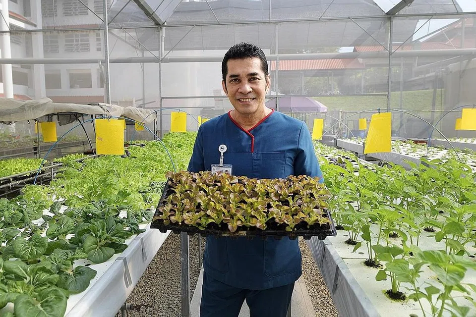 KEBUN BERKEMBANG: Mengambil alih pengurusan kebun yang kecil pada tahun 2015, kini ia merupakan kebun hiroponik di mana pesakit telah menghasilkan pelbagai sayur-sayuran seperti kangkong, bayam serta pelbagai jenis selada seperti romaine dan butterhead. - Foto BH oleh ALPHONSUS CHERN
