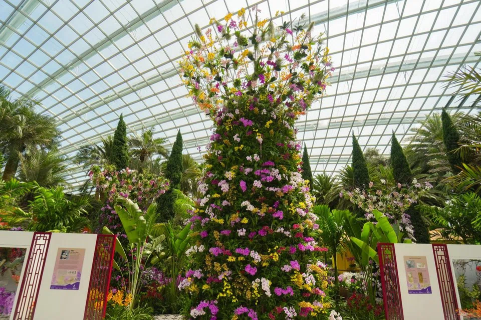‘Orchid Extravaganza 2025’ mempamerkan hiasan kreatif anggerik termasuk struktur ‘Supertree’ setinggi 6.5 meter di Flower Dome, Gardens by the Bay.