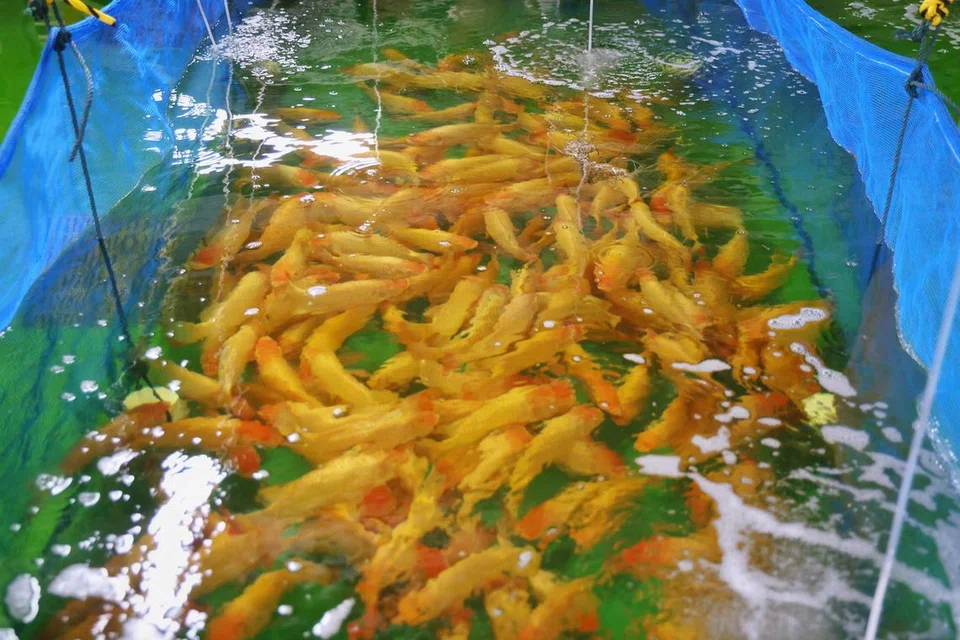 Max Koi Farm, tilapia, ikan, akuakultur