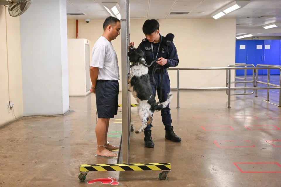 Seekor anjing pengesan akan menghidu banduan untuk mengesan sebarang barang terlarang atau kontraban yang disorokkan.