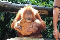 Foto WILDLIFE RESERVES SINGAPORE