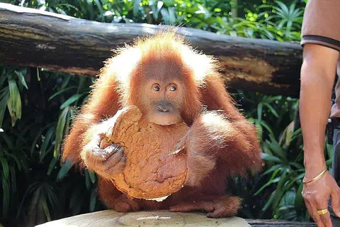 Foto WILDLIFE RESERVES SINGAPORE
