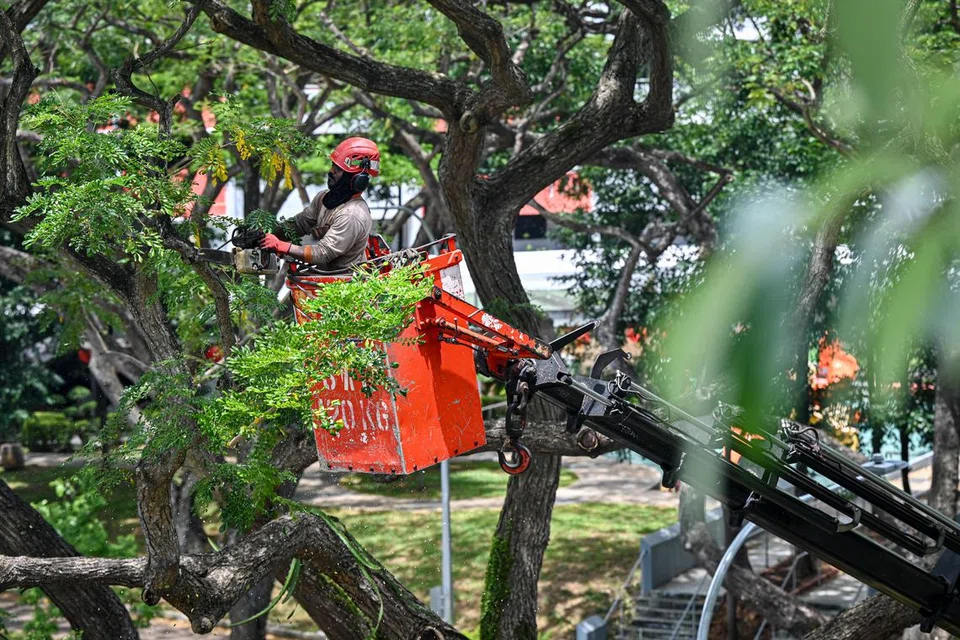 Pekerja perbandaran gigih mencantas pokok di tepi jalan demi mengekalkan kehijauan bandar di kawasan Bedok North Road.